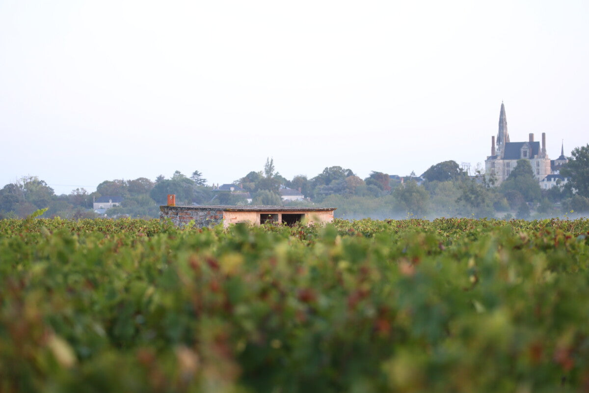 Translation missing: es.sections.video.load_video