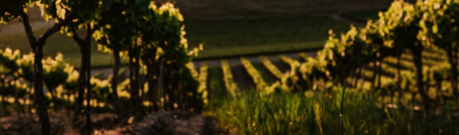 Translation missing: en.sections.video.load_video